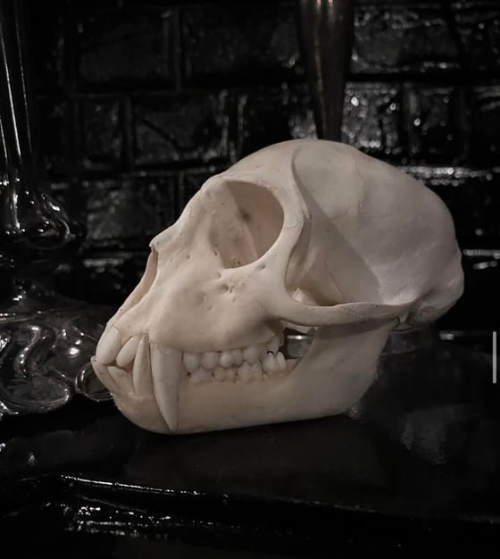 Image of Monkey Skull 