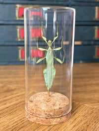 Image 2 of leaf insect jar