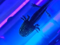Image 2 of Super GFP Wild Juvenile Axolotl
