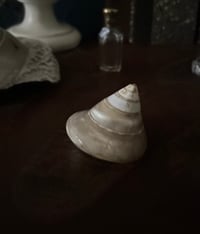 Image 3 of Petit coquillage trochus de cabinet de curiosité, 6cm de diamètre