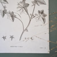 Image 1 of Planches De Botanique Bryona, Echites, Eperua