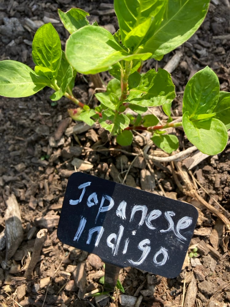 Image of Indigo dyeing