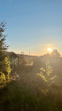 Image 3 of Plant a Tree 