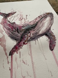 Image 5 of Baleine Rose 