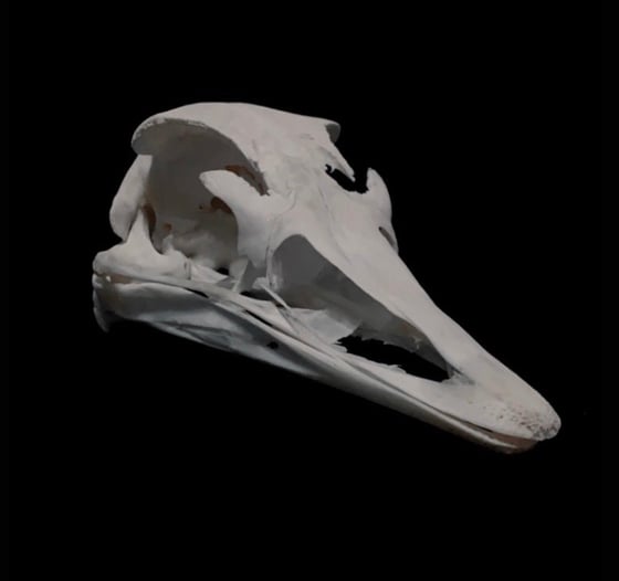 Image of Ostrich Skull