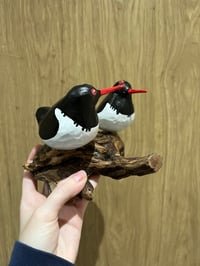 Image 2 of Oystercatcher Pair
