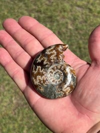 Image 13 of Ammonite Fossil | Madagascar #2994
