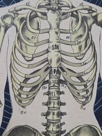 Image 3 of ANTIQUE ANATOMICAL COLLECTION - Preserved web  - 1