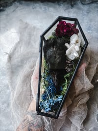 Image 7 of LetterstoLaLuna Haunted Forest Carrion Crow Head in glass coffin 