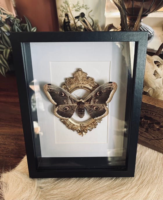 Image of Ornate Framed Giant Peacock Moth (Saturnia)