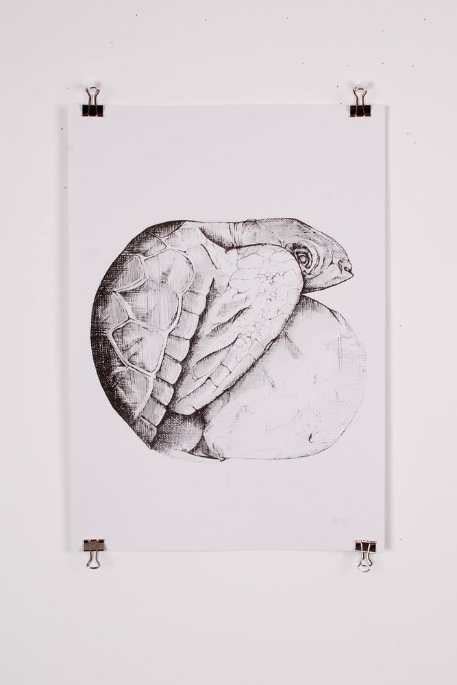 Image of Turtle Print