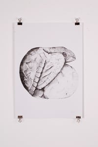 Image of Turtle Print