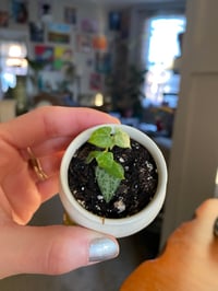 Image 5 of String of Hearts in Walking Legs Egg Cup BLACK (4 TOTAL)