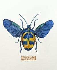 Image 2 of Tectocoris diophthalmus, Cotton Harlequin Bug ORIGINAL ARTWORK 