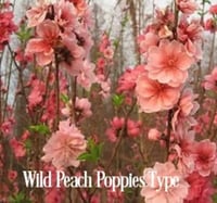 Image 4 of Wild Horses Creamy Butter Body Bar- Peach Poppies