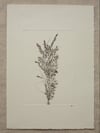 Bouquet 02 - A4 - Original Botanical Monoprint