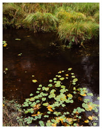 PRINT: LILY PADS