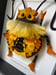 Image of Gold-tipped Spotted Solar Beetle