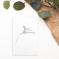 Image 1 of Daylily Sketch Postcard