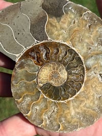 Image 5 of Ammonite Fossil Pair | Madagascar #2896