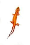 High Contrast Tangerine (Tremper) ID# H-19