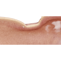 Image 9 of 1940s Roseville Pottery Water Lily Console Planter/Bowl