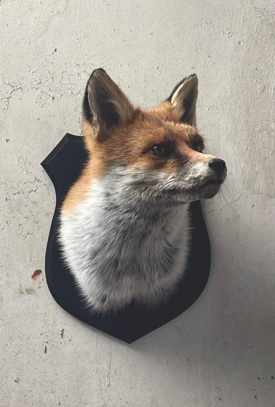 Image of Taxidermy Fox Mask 