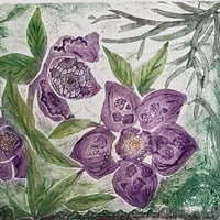 Image 2 of Hellebore Flowers 