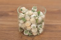 20g Globe Amaranth Heads - Ivory 