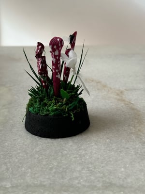 Image of Sarracenia Burgundy paper plant