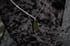 dead good maidenhair spleenwort Fern pendant Image 7