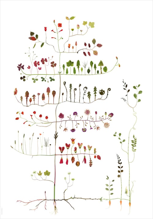 Image of Garden Tree / Trädgårdsträd   