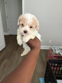 Image 3 of Summer Maltipoo’s 