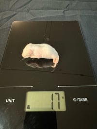 Image 2 of Fuzzy/Pinky Rat 