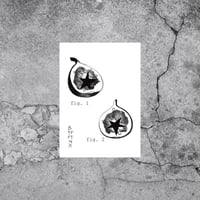 Figs Print