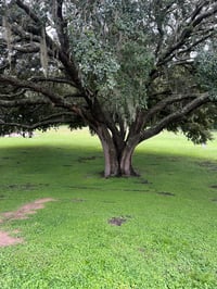 Image 7 of Embroidery T-shirt1