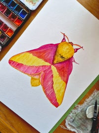 Image 1 of Rosy Maple Moth ORIGINAL ARTWORK copy
