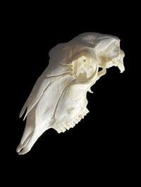 Image 3 of handcarved sheep skull