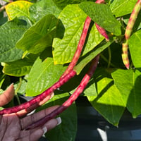 Image 2 of Purple Hull Cowpea Seeds