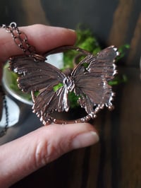 Image 3 of Butterfly 