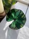 Image of Dark green lily pad