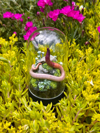 Image 2 of Newest Additions: Worm Dome & Mini Finders Keepers