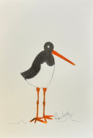 Image of Oi Oi Oystercatcher 