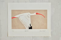 Image 1 of American White Ibis ✦ Linocut Print