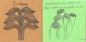 Image of Lichens "Tanith" ltd. ed. CDR