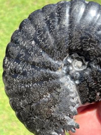 Image 14 of Large Black Ammonite Fossil With Pyrite | Madagascar #2699