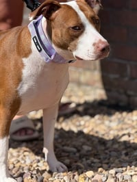 Image 4 of Stars & Shells Tactical Lead & Collar Set  