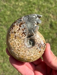 Image 1 of Ammonite Fossil | Madagascar #3022