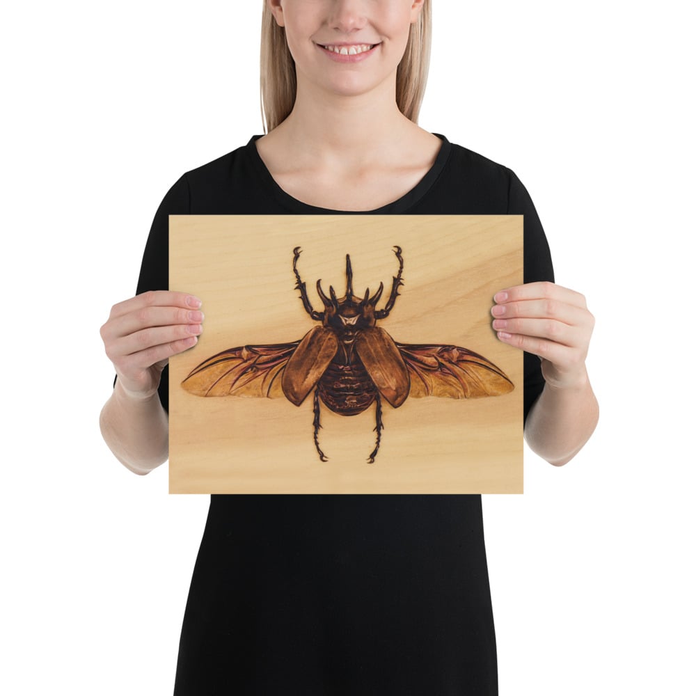 Photo Print: Atlas Beetle