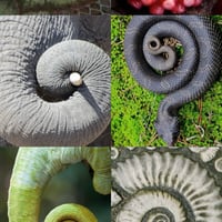 Image 4 of XL Spirals